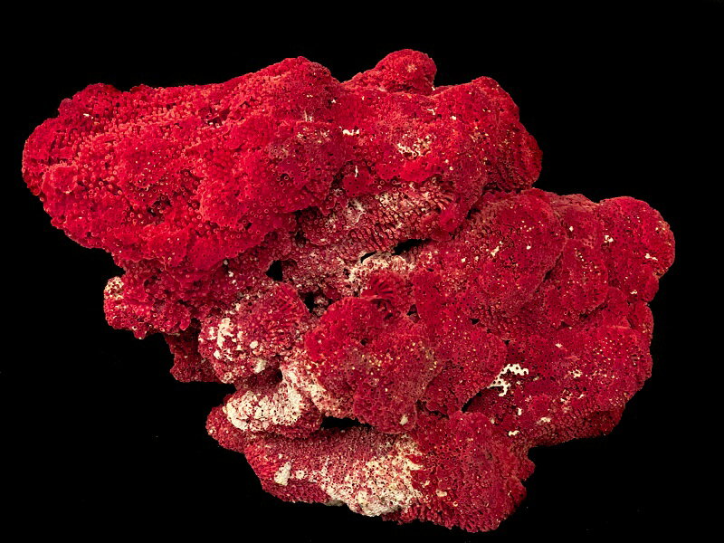 【一点物】インドネシア産　天然サンゴ 1.68kg 赤3