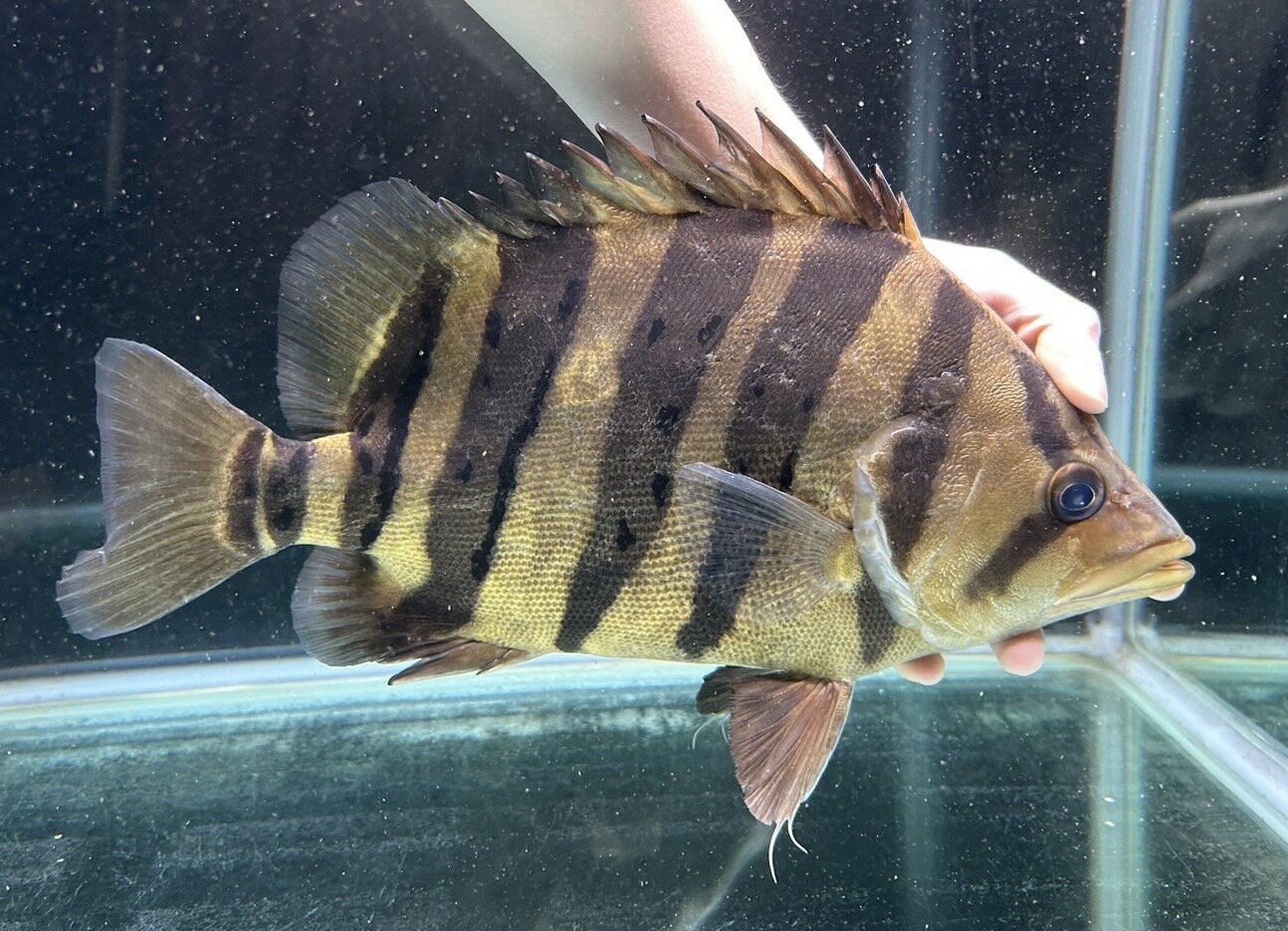 楽天市場】ダトニオ(観賞魚|熱帯魚・アクアリウム):ペット 楽天市場】ダトニオ(観賞魚|熱帯魚・アクアリウム):ペット
