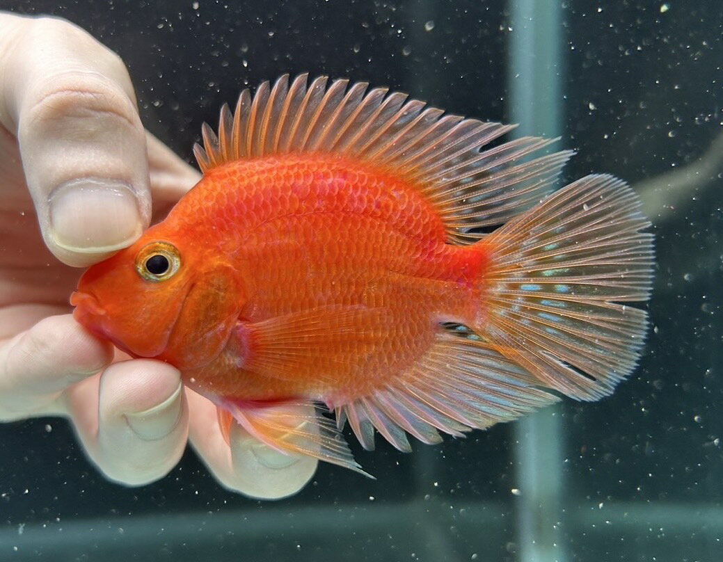 【極上選別個体】極美！　キングコングパロット　9cm位　（熱帯魚）（生体）（パロット）