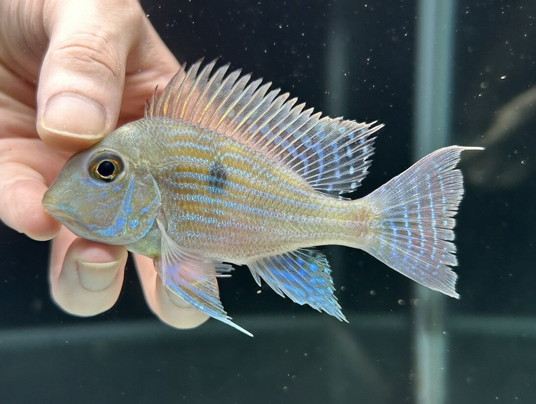 【極上選別個体】極美！　ゲオファーガス　スベニ　11cm位　（熱帯魚）（生体）