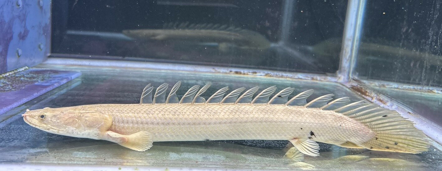 【極上選別個体】極美！　ポリプ ビキールビキール 34cm位　（熱帯魚）（生体）（ポリプ）