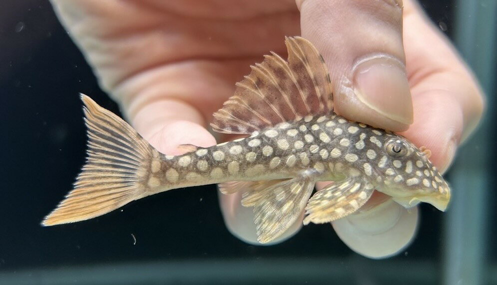 【極上選別個体】極美！　ゴールデンエッジマグナムプレコ 8cm位　（熱帯魚）（生体）（プレコ）
