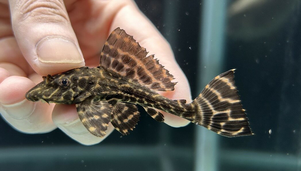 【極上選別個体】極美！ドラゴンボルダード パラナイーバ プレコ 8cm位（熱帯魚）（生体）（プレコ）