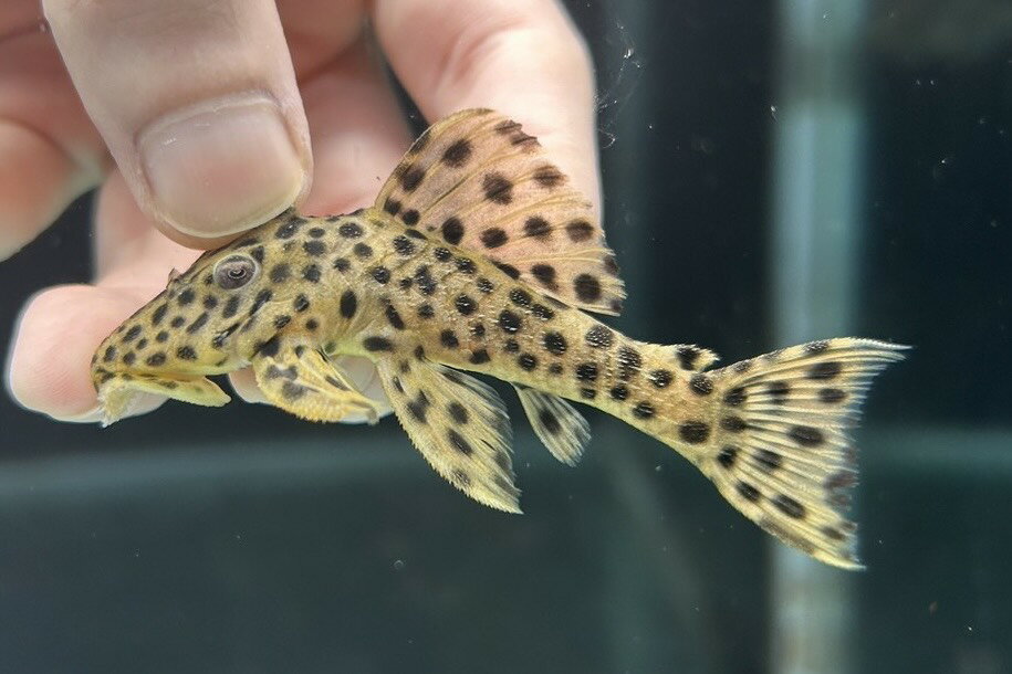 【極上選別個体】極美！ホワイトトリムプレコ 6cm位（熱帯魚）（生体）（プレコ）