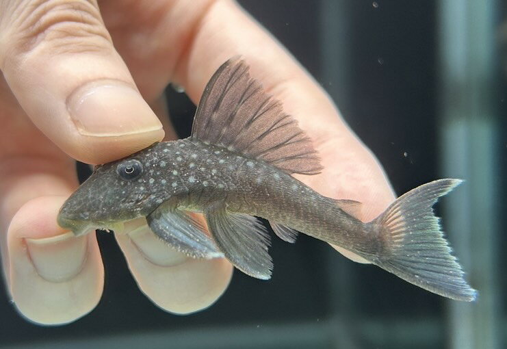 【極上選別個体】極美！ブルーフィンペッコルティア 8cm位（熱帯魚）（生体）（プレコ）