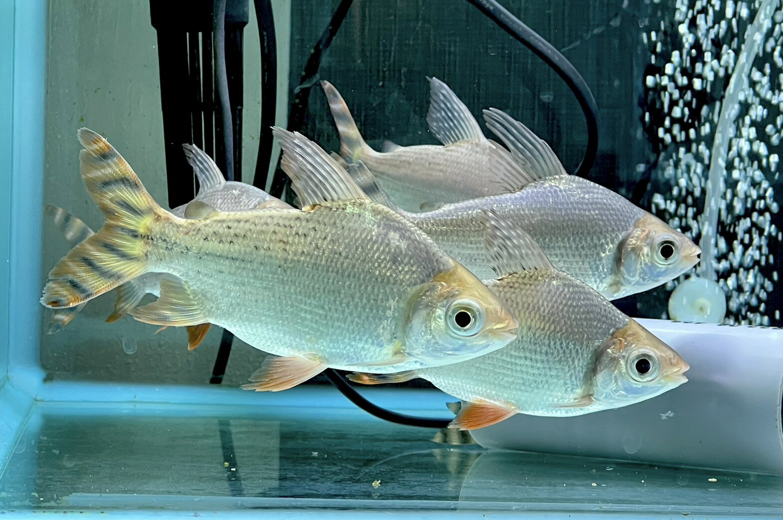 【極上選別個体】極美！　カラープロキロダス　12cm位　（熱帯魚）（生体）（カラプロ）