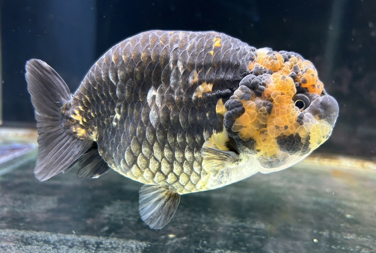 【極上選別個体】極美！　江戸錦 14cm位　（金魚）（生体）（らんちゅう）