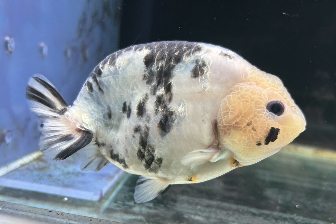 【極上選別個体】極美！　パンダらんちゅう 13cm位　（金魚）（生体）（らんちゅう）