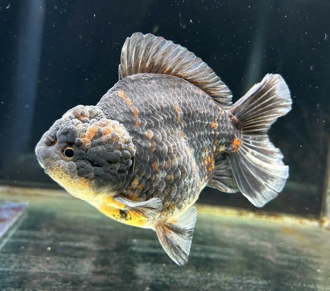 【極上選別個体】極美！　東錦オランダショートローズテール　14cm位　（金魚）（生体）（オランダ）