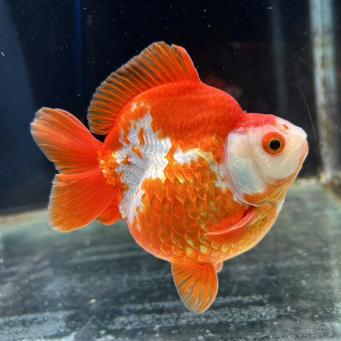 【極上選別個体】極美！　更紗琉金ショートテール　13cm位（金魚）（生体）（琉金）