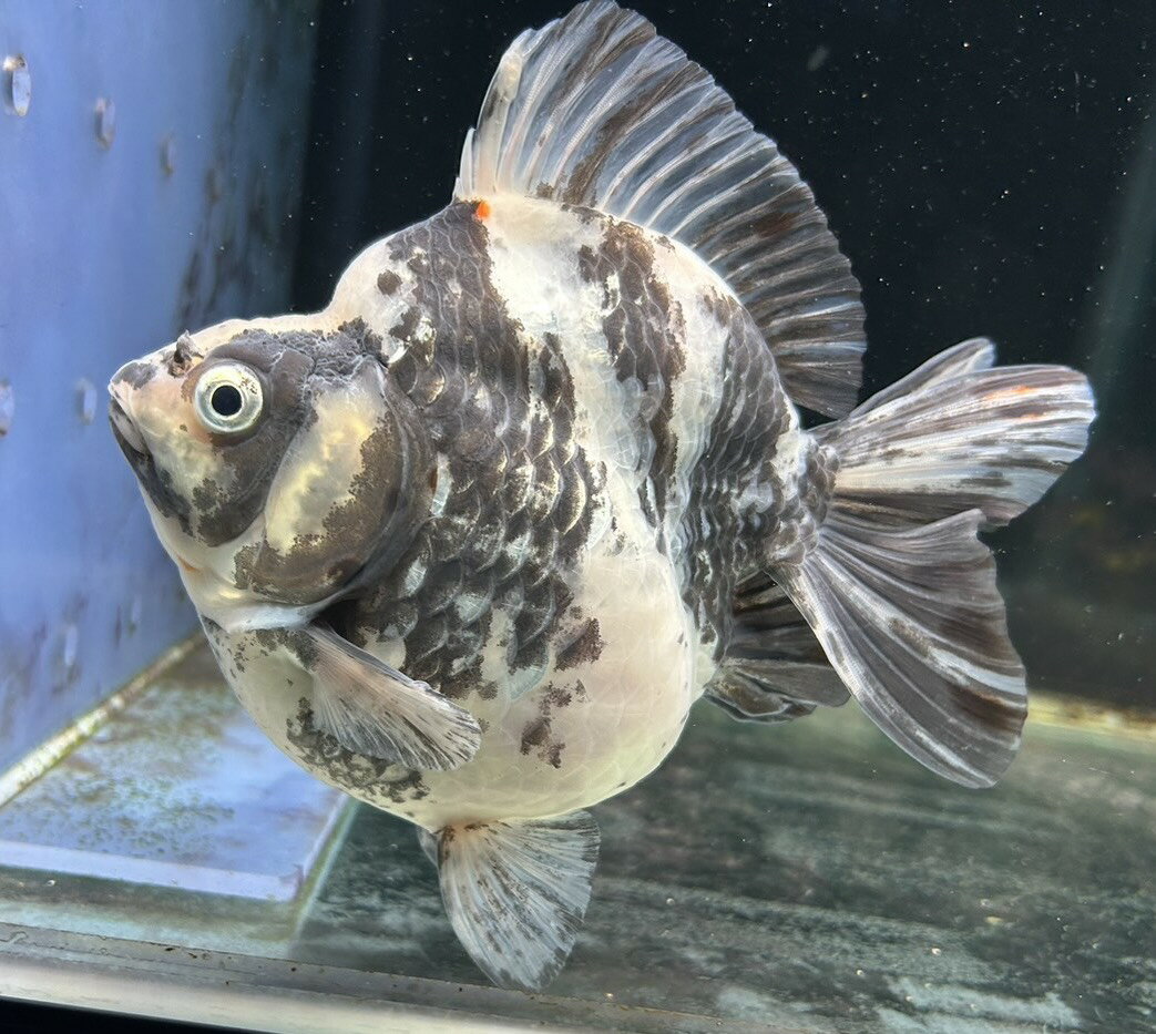 【極上選別個体】極美！　パンダ琉金ショートテール　17cm位（金魚）（生体）（琉金）