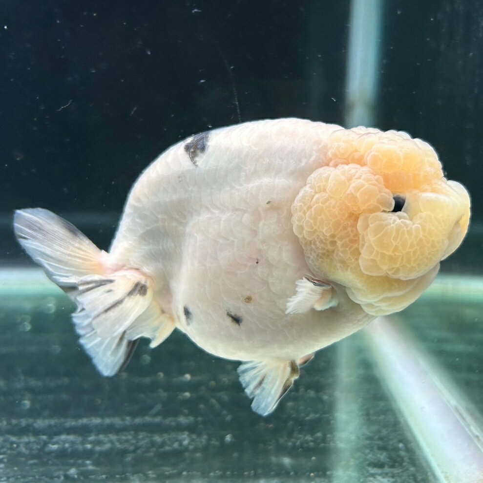 古伊万里 四方 向付 染付 金魚(ランチュウ?) 古伊万里 四方 向付 染付 金魚(ランチュウ?) - メルカリ