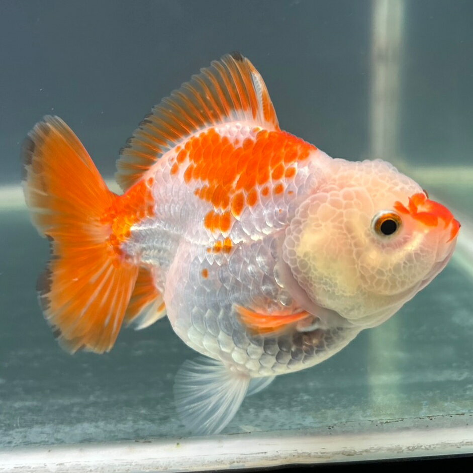 【極上選別個体】極美！　更紗オランダ　11cm位　（金魚）（生体）（オランダ）