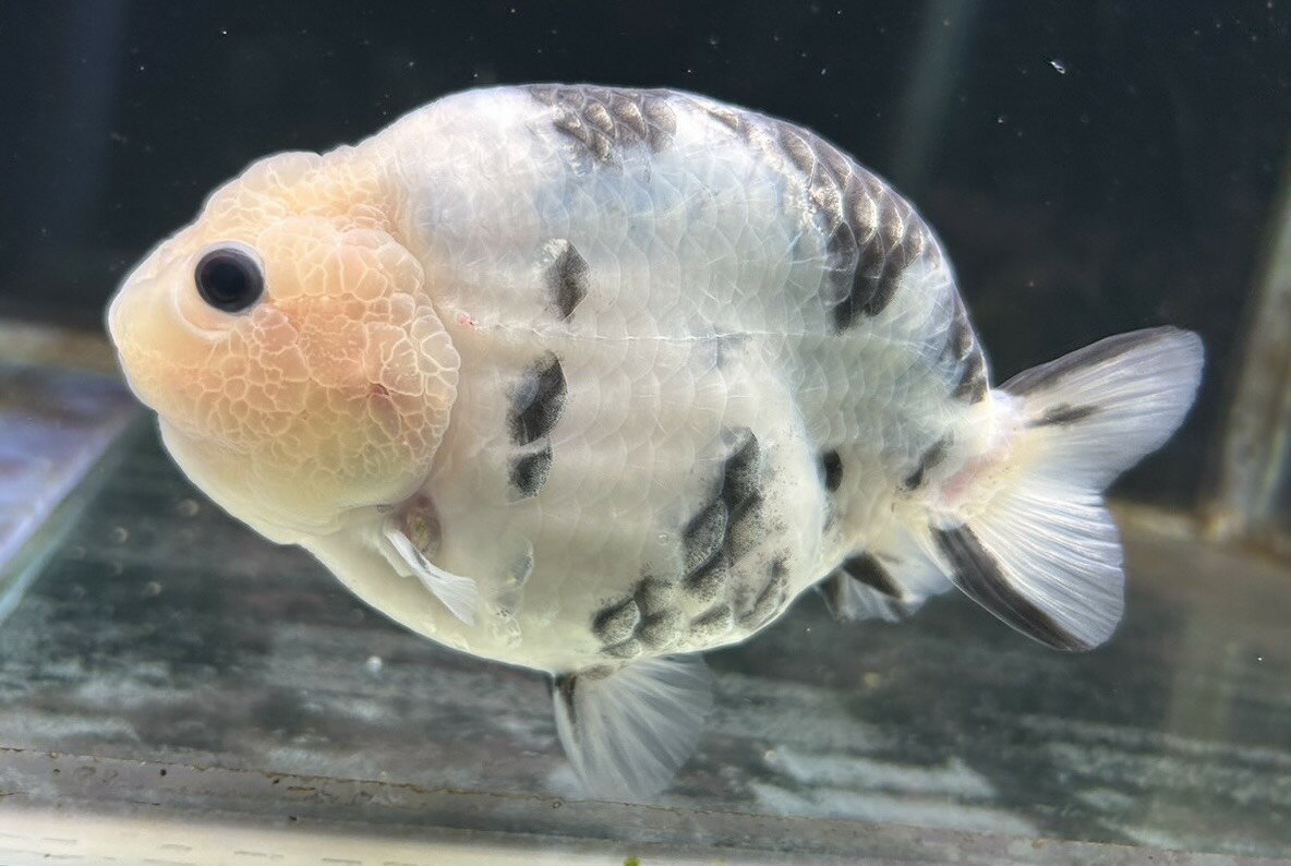 【極上選別個体】極美！　パンダらんちゅう 13cm位　（金魚）（生体）（らんちゅう）