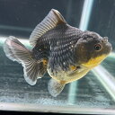 【極上選別個体】極美! トリカラーオランダショートテール 11cm位 (金魚)(生体)(オランダ)(4)