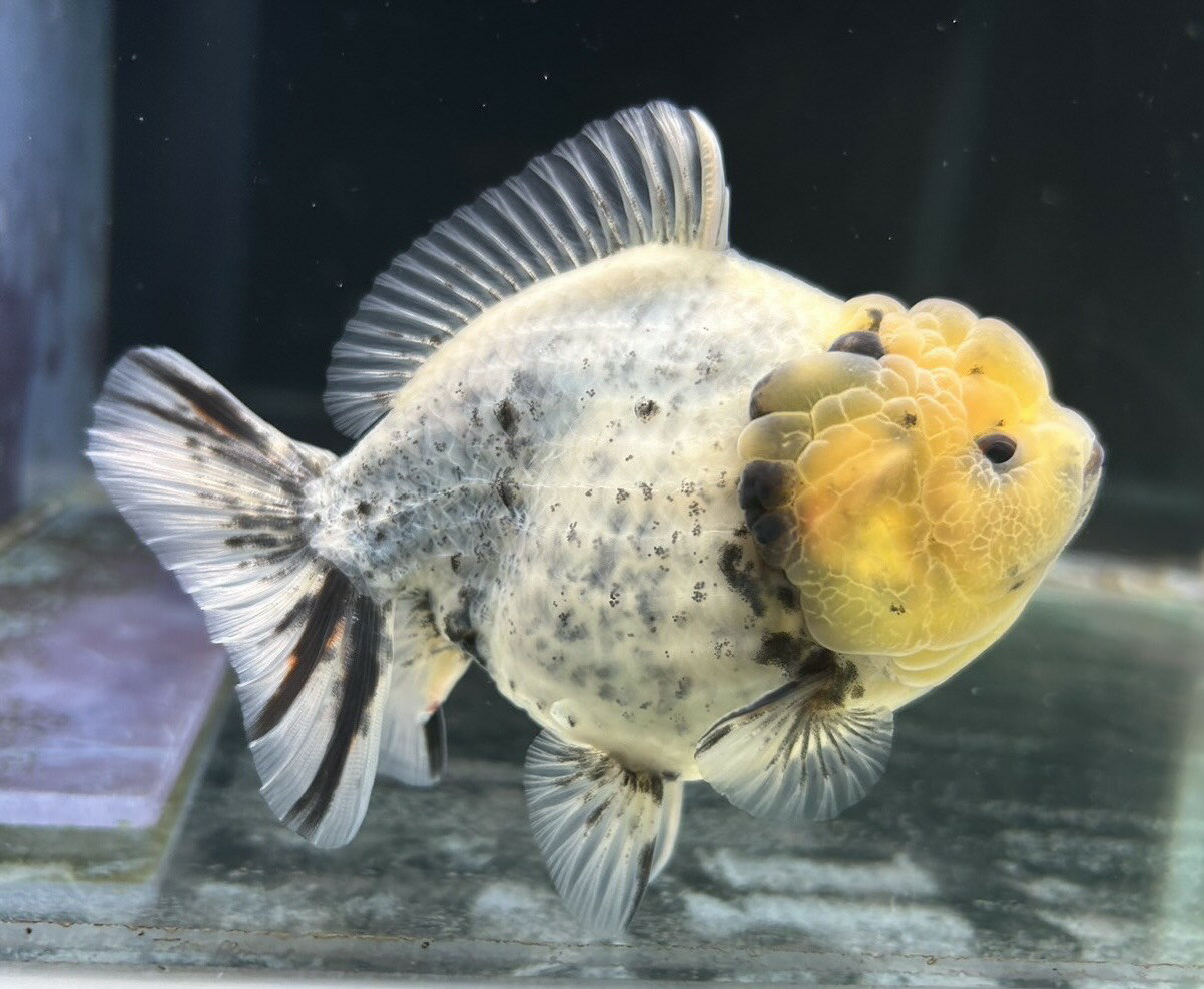 【極上選別個体】極美！　オランダショートテール　12cm位　（金魚）（生体）（オランダ）