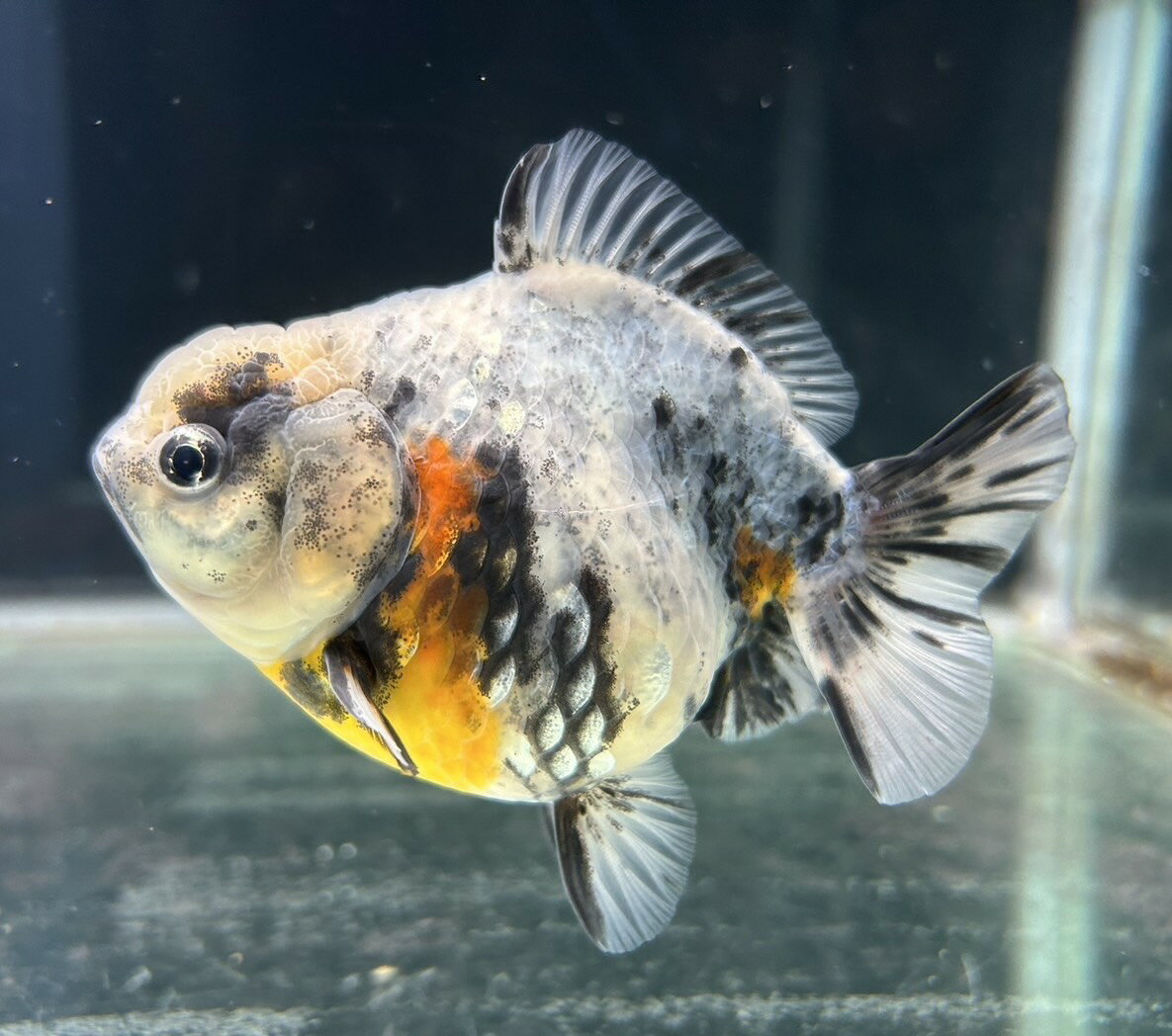 【極上選別個体】極美！　オランダショートテール　11cm位　（金魚）（生体）（オランダ）