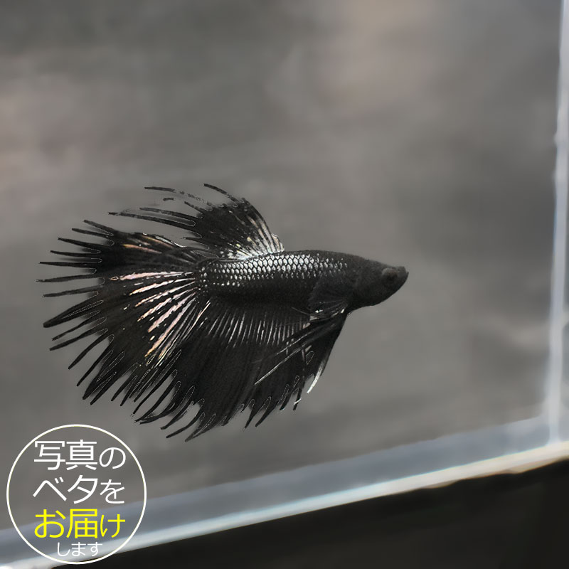 ベタはタイ原産の熱帯魚で、別名「闘魚」とも呼ばれています。 古くから観賞用や賭け事などで親しまれているペットフィッシュです。 ベタの大きな特徴の一つとしてラビリンス器官(補助呼吸器官)があげられます。 空気中の酸素を口から取り込み、器官を通すことによって呼吸をすることができます。 その為、エアポンプなどの器材を使わない(エコ水槽)でも飼育をすることができます。 中でもショー(ショークォリティ)ベタは観賞用として品種改良されたベタで、コンテストが開かれる程の様々な鰭の形や鮮やかな体色を持っています。 近年のショー・ベタは更にハイクォリティになり、美しさへのこだわりは進化し続けています。 ベタはコレクションや繁殖を目指したり、インテリア性も高いことから様々な楽しみ方のできる魅力的なペットフィッシュです。 魚種名：ベタ 出荷サイズ(約)：6〜7cm前後 最大サイズ(約)：6〜7cm前後 おススメ水槽サイズ：小型水槽から飼育可能 混泳について：△ 単独での飼育がおすすめです。 餌について： ベタ専用のフードをご利用ください。 [生体の発送について] 元気な状態でお届けするため、可能な限り早い時間帯での時間指定・お受け取りをお願い致します。 また、生体の到着後は速やかに状態をご確認下さいませ。 お届けが難しいと判断した場合はご連絡の上、ご注文をキャンセルさせて頂く場合がございます。 当店では、以下の取り組みを行っています。 ・選別を行い、状態の良い生体を発送します。 ・断熱効果の高い発送スチロールを梱包材として使用します。 ・保温のため、夏場は保冷剤、冬場はカイロを同梱します。 [生体のコンディションについて] 当店では、生体管理に万全を期しておりますが、一つの水槽に対し複数匹の生体をストック管理しているため、多少のヒレ欠け・ヒレ裂け等が発生する場合がございます。 返品・交換の対象外とさせて頂きますので予めご了承下さいませ。 また、日にちがたつにつれて、色や柄、体型などが変化する可能性がありますので、予めご了承ください。 [生体の死着補償について] 当店では生体の死着があった場合、再発送または商品代金の返金にて対応させて頂いております。 在庫状況により再発送が行えない場合がございます。 ※保障サービス付きの場合は、死着補償の対象外です。 ＊補償の対象＊ ・到着の時点で死亡している場合 ・著しく状態が悪く回復の見込みがない場合 (ひっくり返って浮いている、明らかに異常な泳ぎ方をしているもの) ※輸送過程での疲労・ストレスにより変色(白っぽい、黒っぽい)する場合がありますが次第に回復します。 ＊補償の対象外となるもの＊ ・配送が翌日16時以降となる地域の場合 ・お客様のご都合によりお受け取り日時が延長がされた場合 ・生体袋開封後の画像、返送の場合 ・到着後、6時間以内にご連絡頂けなかった場合 7月から9月の間(高温時期)、12月から3月の間(低温時期)の出荷に関しましては、翌日午前中のお受け取りが可能な場合のみを補償対象とさせて頂きます。 ＊死着の確認について＊ ・かならず袋に入った状態で写真を撮影して、メールに添付してご連絡ください。 当店で確認後、メールまたはお電話にて対応方法をご連絡いたします。■ベタと一緒にいかがですか？ 小型水槽 アクアエッグ ブルー 小型水槽 アクアエッグ グレー ベタソルト 100g フード ひかりベタ 2g ☆★お試し★☆ アクアシステムコンディショナー3種セット
