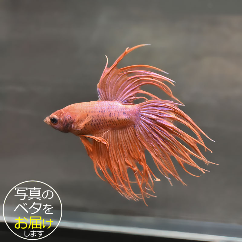 ベタはタイ原産の熱帯魚で、別名「闘魚」とも呼ばれています。 古くから観賞用や賭け事などで親しまれているペットフィッシュです。 ベタの大きな特徴の一つとしてラビリンス器官(補助呼吸器官)があげられます。 空気中の酸素を口から取り込み、器官を通すことによって呼吸をすることができます。 その為、エアポンプなどの器材を使わない(エコ水槽)でも飼育をすることができます。 中でもショー(ショークォリティ)ベタは観賞用として品種改良されたベタで、コンテストが開かれる程の様々な鰭の形や鮮やかな体色を持っています。 近年のショー・ベタは更にハイクォリティになり、美しさへのこだわりは進化し続けています。 ベタはコレクションや繁殖を目指したり、インテリア性も高いことから様々な楽しみ方のできる魅力的なペットフィッシュです。 魚種名：ベタ 出荷サイズ(約)：6〜7cm前後 最大サイズ(約)：6〜7cm前後 おススメ水槽サイズ：小型水槽から飼育可能 混泳について：△ 単独での飼育がおすすめです。 餌について： ベタ専用のフードをご利用ください。 [生体の発送について] 元気な状態でお届けするため、可能な限り早い時間帯での時間指定・お受け取りをお願い致します。 また、生体の到着後は速やかに状態をご確認下さいませ。 お届けが難しいと判断した場合はご連絡の上、ご注文をキャンセルさせて頂く場合がございます。 当店では、以下の取り組みを行っています。 ・選別を行い、状態の良い生体を発送します。 ・断熱効果の高い発送スチロールを梱包材として使用します。 ・保温のため、夏場は保冷剤、冬場はカイロを同梱します。 [生体のコンディションについて] 当店では、生体管理に万全を期しておりますが、一つの水槽に対し複数匹の生体をストック管理しているため、多少のヒレ欠け・ヒレ裂け等が発生する場合がございます。 返品・交換の対象外とさせて頂きますので予めご了承下さいませ。 また、日にちがたつにつれて、色や柄、体型などが変化する可能性がありますので、予めご了承ください。 [生体の死着補償について] 当店では生体の死着があった場合、再発送または商品代金の返金にて対応させて頂いております。 在庫状況により再発送が行えない場合がございます。 ※保障サービス付きの場合は、死着補償の対象外です。 ＊補償の対象＊ ・到着の時点で死亡している場合 ・著しく状態が悪く回復の見込みがない場合 (ひっくり返って浮いている、明らかに異常な泳ぎ方をしているもの) ※輸送過程での疲労・ストレスにより変色(白っぽい、黒っぽい)する場合がありますが次第に回復します。 ＊補償の対象外となるもの＊ ・配送が翌日16時以降となる地域の場合 ・お客様のご都合によりお受け取り日時が延長がされた場合 ・生体袋開封後の画像、返送の場合 ・到着後、6時間以内にご連絡頂けなかった場合 7月から9月の間(高温時期)、12月から3月の間(低温時期)の出荷に関しましては、翌日午前中のお受け取りが可能な場合のみを補償対象とさせて頂きます。 ＊死着の確認について＊ ・かならず袋に入った状態で写真を撮影して、メールに添付してご連絡ください。 当店で確認後、メールまたはお電話にて対応方法をご連絡いたします。■ベタと一緒にいかがですか？ 小型水槽 アクアエッグ ブルー 小型水槽 アクアエッグ グレー ベタソルト 100g フード ひかりベタ 2g ☆★お試し★☆ アクアシステムコンディショナー3種セット