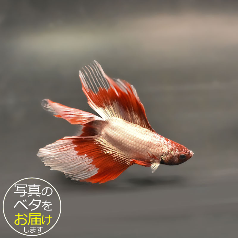 楽天市場】魚 ベタ 闘魚（ペット・ペットグッズ）の通販