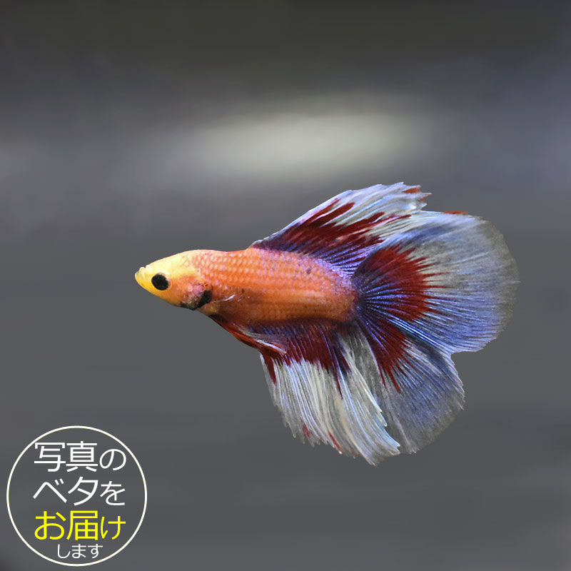 ベタはタイ原産の熱帯魚で、別名「闘魚」とも呼ばれています。 古くから観賞用や賭け事などで親しまれているペットフィッシュです。 ベタの大きな特徴の一つとしてラビリンス器官(補助呼吸器官)があげられます。 空気中の酸素を口から取り込み、器官を通すことによって呼吸をすることができます。 その為、エアポンプなどの器材を使わない(エコ水槽)でも飼育をすることができます。 中でもショー(ショークォリティ)ベタは観賞用として品種改良されたベタで、コンテストが開かれる程の様々な鰭の形や鮮やかな体色を持っています。 近年のショー・ベタは更にハイクォリティになり、美しさへのこだわりは進化し続けています。 ベタはコレクションや繁殖を目指したり、インテリア性も高いことから様々な楽しみ方のできる魅力的なペットフィッシュです。 魚種名：ベタ 出荷サイズ(約)：6〜7cm前後 最大サイズ(約)：6〜7cm前後 おススメ水槽サイズ：小型水槽から飼育可能 混泳について：△ 単独での飼育がおすすめです。 餌について： ベタ専用のフードをご利用ください。 [生体の発送について] 元気な状態でお届けするため、可能な限り早い時間帯での時間指定・お受け取りをお願い致します。 また、生体の到着後は速やかに状態をご確認下さいませ。 お届けが難しいと判断した場合はご連絡の上、ご注文をキャンセルさせて頂く場合がございます。 当店では、以下の取り組みを行っています。 ・選別を行い、状態の良い生体を発送します。 ・断熱効果の高い発送スチロールを梱包材として使用します。 ・保温のため、夏場は保冷剤、冬場はカイロを同梱します。 [生体のコンディションについて] 当店では、生体管理に万全を期しておりますが、一つの水槽に対し複数匹の生体をストック管理しているため、多少のヒレ欠け・ヒレ裂け等が発生する場合がございます。 返品・交換の対象外とさせて頂きますので予めご了承下さいませ。 また、日にちがたつにつれて、色や柄、体型などが変化する可能性がありますので、予めご了承ください。 [生体の死着補償について] 当店では生体の死着があった場合、再発送または商品代金の返金にて対応させて頂いております。 在庫状況により再発送が行えない場合がございます。 ※保障サービス付きの場合は、死着補償の対象外です。 ＊補償の対象＊ ・到着の時点で死亡している場合 ・著しく状態が悪く回復の見込みがない場合 (ひっくり返って浮いている、明らかに異常な泳ぎ方をしているもの) ※輸送過程での疲労・ストレスにより変色(白っぽい、黒っぽい)する場合がありますが次第に回復します。 ＊補償の対象外となるもの＊ ・配送が翌日16時以降となる地域の場合 ・お客様のご都合によりお受け取り日時が延長がされた場合 ・生体袋開封後の画像、返送の場合 ・到着後、6時間以内にご連絡頂けなかった場合 7月から9月の間(高温時期)、12月から3月の間(低温時期)の出荷に関しましては、翌日午前中のお受け取りが可能な場合のみを補償対象とさせて頂きます。 ＊死着の確認について＊ ・かならず袋に入った状態で写真を撮影して、メールに添付してご連絡ください。 当店で確認後、メールまたはお電話にて対応方法をご連絡いたします。■ベタと一緒にいかがですか？ 小型水槽 アクアエッグ ブルー 小型水槽 アクアエッグ グレー ベタソルト 100g フード ひかりベタ 2g ☆★お試し★☆ アクアシステムコンディショナー3種セット