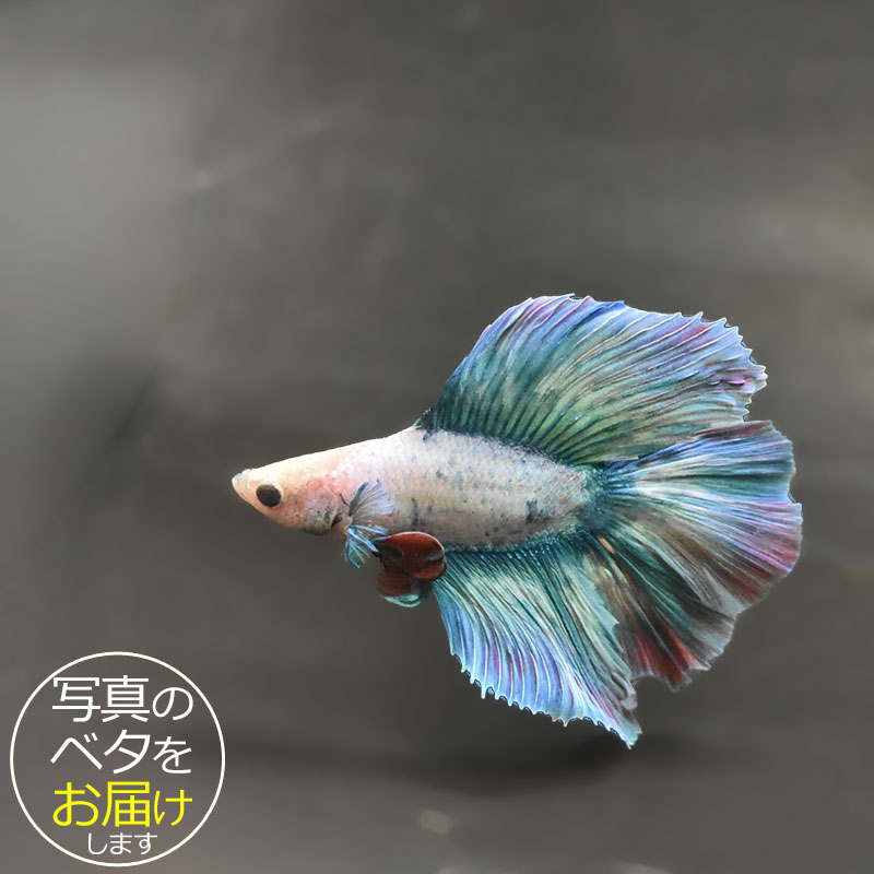 ベタはタイ原産の熱帯魚で、別名「闘魚」とも呼ばれています。 古くから観賞用や賭け事などで親しまれているペットフィッシュです。 ベタの大きな特徴の一つとしてラビリンス器官(補助呼吸器官)があげられます。 空気中の酸素を口から取り込み、器官を通すことによって呼吸をすることができます。 その為、エアポンプなどの器材を使わない(エコ水槽)でも飼育をすることができます。 中でもショー(ショークォリティ)ベタは観賞用として品種改良されたベタで、コンテストが開かれる程の様々な鰭の形や鮮やかな体色を持っています。 近年のショー・ベタは更にハイクォリティになり、美しさへのこだわりは進化し続けています。 ベタはコレクションや繁殖を目指したり、インテリア性も高いことから様々な楽しみ方のできる魅力的なペットフィッシュです。 魚種名：ベタ 出荷サイズ(約)：6〜7cm前後 最大サイズ(約)：6〜7cm前後 おススメ水槽サイズ：小型水槽から飼育可能 混泳について：△ 単独での飼育がおすすめです。 餌について： ベタ専用のフードをご利用ください。 [生体の発送について] 元気な状態でお届けするため、可能な限り早い時間帯での時間指定・お受け取りをお願い致します。 また、生体の到着後は速やかに状態をご確認下さいませ。 お届けが難しいと判断した場合はご連絡の上、ご注文をキャンセルさせて頂く場合がございます。 当店では、以下の取り組みを行っています。 ・選別を行い、状態の良い生体を発送します。 ・断熱効果の高い発送スチロールを梱包材として使用します。 ・保温のため、夏場は保冷剤、冬場はカイロを同梱します。 [生体のコンディションについて] 当店では、生体管理に万全を期しておりますが、一つの水槽に対し複数匹の生体をストック管理しているため、多少のヒレ欠け・ヒレ裂け等が発生する場合がございます。 返品・交換の対象外とさせて頂きますので予めご了承下さいませ。 また、日にちがたつにつれて、色や柄、体型などが変化する可能性がありますので、予めご了承ください。 [生体の死着補償について] 当店では生体の死着があった場合、再発送または商品代金の返金にて対応させて頂いております。 在庫状況により再発送が行えない場合がございます。 ※保障サービス付きの場合は、死着補償の対象外です。 ＊補償の対象＊ ・到着の時点で死亡している場合 ・著しく状態が悪く回復の見込みがない場合 (ひっくり返って浮いている、明らかに異常な泳ぎ方をしているもの) ※輸送過程での疲労・ストレスにより変色(白っぽい、黒っぽい)する場合がありますが次第に回復します。 ＊補償の対象外となるもの＊ ・配送が翌日16時以降となる地域の場合 ・お客様のご都合によりお受け取り日時が延長がされた場合 ・生体袋開封後の画像、返送の場合 ・到着後、6時間以内にご連絡頂けなかった場合 7月から9月の間(高温時期)、12月から3月の間(低温時期)の出荷に関しましては、翌日午前中のお受け取りが可能な場合のみを補償対象とさせて頂きます。 ＊死着の確認について＊ ・かならず袋に入った状態で写真を撮影して、メールに添付してご連絡ください。 当店で確認後、メールまたはお電話にて対応方法をご連絡いたします。■ベタと一緒にいかがですか？ 小型水槽 アクアエッグ ブルー 小型水槽 アクアエッグ グレー ベタソルト 100g フード ひかりベタ 2g ☆★お試し★☆ アクアシステムコンディショナー3種セット