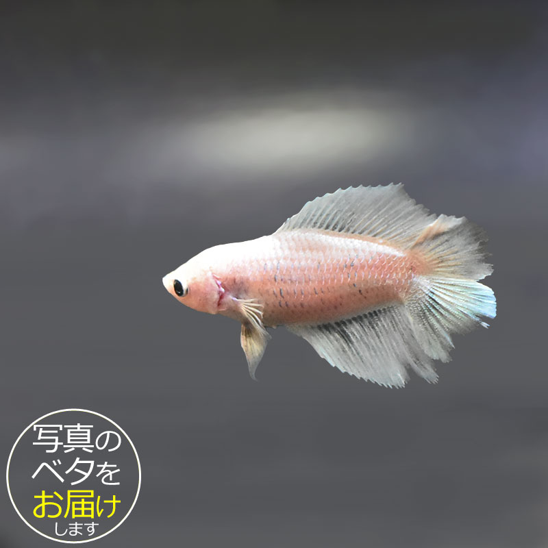 ベタはタイ原産の熱帯魚で、別名「闘魚」とも呼ばれています。 古くから観賞用や賭け事などで親しまれているペットフィッシュです。 ベタの大きな特徴の一つとしてラビリンス器官(補助呼吸器官)があげられます。 空気中の酸素を口から取り込み、器官を通すことによって呼吸をすることができます。 その為、エアポンプなどの器材を使わない(エコ水槽)でも飼育をすることができます。 中でもショー(ショークォリティ)ベタは観賞用として品種改良されたベタで、コンテストが開かれる程の様々な鰭の形や鮮やかな体色を持っています。 近年のショー・ベタは更にハイクォリティになり、美しさへのこだわりは進化し続けています。 ベタはコレクションや繁殖を目指したり、インテリア性も高いことから様々な楽しみ方のできる魅力的なペットフィッシュです。 魚種名：ベタ 出荷サイズ(約)：6〜7cm前後 最大サイズ(約)：6〜7cm前後 おススメ水槽サイズ：小型水槽から飼育可能 混泳について：△ 単独での飼育がおすすめです。 餌について： ベタ専用のフードをご利用ください。 [生体の発送について] 元気な状態でお届けするため、可能な限り早い時間帯での時間指定・お受け取りをお願い致します。 また、生体の到着後は速やかに状態をご確認下さいませ。 お届けが難しいと判断した場合はご連絡の上、ご注文をキャンセルさせて頂く場合がございます。 当店では、以下の取り組みを行っています。 ・選別を行い、状態の良い生体を発送します。 ・断熱効果の高い発送スチロールを梱包材として使用します。 ・保温のため、夏場は保冷剤、冬場はカイロを同梱します。 [生体のコンディションについて] 当店では、生体管理に万全を期しておりますが、一つの水槽に対し複数匹の生体をストック管理しているため、多少のヒレ欠け・ヒレ裂け等が発生する場合がございます。 返品・交換の対象外とさせて頂きますので予めご了承下さいませ。 また、日にちがたつにつれて、色や柄、体型などが変化する可能性がありますので、予めご了承ください。 [生体の死着補償について] 当店では生体の死着があった場合、再発送または商品代金の返金にて対応させて頂いております。 在庫状況により再発送が行えない場合がございます。 ※保障サービス付きの場合は、死着補償の対象外です。 ＊補償の対象＊ ・到着の時点で死亡している場合 ・著しく状態が悪く回復の見込みがない場合 (ひっくり返って浮いている、明らかに異常な泳ぎ方をしているもの) ※輸送過程での疲労・ストレスにより変色(白っぽい、黒っぽい)する場合がありますが次第に回復します。 ＊補償の対象外となるもの＊ ・配送が翌日16時以降となる地域の場合 ・お客様のご都合によりお受け取り日時が延長がされた場合 ・生体袋開封後の画像、返送の場合 ・到着後、6時間以内にご連絡頂けなかった場合 7月から9月の間(高温時期)、12月から3月の間(低温時期)の出荷に関しましては、翌日午前中のお受け取りが可能な場合のみを補償対象とさせて頂きます。 ＊死着の確認について＊ ・かならず袋に入った状態で写真を撮影して、メールに添付してご連絡ください。 当店で確認後、メールまたはお電話にて対応方法をご連絡いたします。■ベタと一緒にいかがですか？ 小型水槽 アクアエッグ ブルー 小型水槽 アクアエッグ グレー ベタソルト 100g フード ひかりベタ 2g ☆★お試し★☆ アクアシステムコンディショナー3種セット