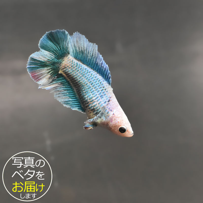 ベタはタイ原産の熱帯魚で、別名「闘魚」とも呼ばれています。 古くから観賞用や賭け事などで親しまれているペットフィッシュです。 ベタの大きな特徴の一つとしてラビリンス器官(補助呼吸器官)があげられます。 空気中の酸素を口から取り込み、器官を通すことによって呼吸をすることができます。 その為、エアポンプなどの器材を使わない(エコ水槽)でも飼育をすることができます。 中でもショー(ショークォリティ)ベタは観賞用として品種改良されたベタで、コンテストが開かれる程の様々な鰭の形や鮮やかな体色を持っています。 近年のショー・ベタは更にハイクォリティになり、美しさへのこだわりは進化し続けています。 ベタはコレクションや繁殖を目指したり、インテリア性も高いことから様々な楽しみ方のできる魅力的なペットフィッシュです。 魚種名：ベタ 出荷サイズ(約)：6〜7cm前後 最大サイズ(約)：6〜7cm前後 おススメ水槽サイズ：小型水槽から飼育可能 混泳について：△ 単独での飼育がおすすめです。 餌について： ベタ専用のフードをご利用ください。 [生体の発送について] 元気な状態でお届けするため、可能な限り早い時間帯での時間指定・お受け取りをお願い致します。 また、生体の到着後は速やかに状態をご確認下さいませ。 お届けが難しいと判断した場合はご連絡の上、ご注文をキャンセルさせて頂く場合がございます。 当店では、以下の取り組みを行っています。 ・選別を行い、状態の良い生体を発送します。 ・断熱効果の高い発送スチロールを梱包材として使用します。 ・保温のため、夏場は保冷剤、冬場はカイロを同梱します。 [生体のコンディションについて] 当店では、生体管理に万全を期しておりますが、一つの水槽に対し複数匹の生体をストック管理しているため、多少のヒレ欠け・ヒレ裂け等が発生する場合がございます。 返品・交換の対象外とさせて頂きますので予めご了承下さいませ。 また、日にちがたつにつれて、色や柄、体型などが変化する可能性がありますので、予めご了承ください。 [生体の死着補償について] 当店では生体の死着があった場合、再発送または商品代金の返金にて対応させて頂いております。 在庫状況により再発送が行えない場合がございます。 ※保障サービス付きの場合は、死着補償の対象外です。 ＊補償の対象＊ ・到着の時点で死亡している場合 ・著しく状態が悪く回復の見込みがない場合 (ひっくり返って浮いている、明らかに異常な泳ぎ方をしているもの) ※輸送過程での疲労・ストレスにより変色(白っぽい、黒っぽい)する場合がありますが次第に回復します。 ＊補償の対象外となるもの＊ ・配送が翌日16時以降となる地域の場合 ・お客様のご都合によりお受け取り日時が延長がされた場合 ・生体袋開封後の画像、返送の場合 ・到着後、6時間以内にご連絡頂けなかった場合 7月から9月の間(高温時期)、12月から3月の間(低温時期)の出荷に関しましては、翌日午前中のお受け取りが可能な場合のみを補償対象とさせて頂きます。 ＊死着の確認について＊ ・かならず袋に入った状態で写真を撮影して、メールに添付してご連絡ください。 当店で確認後、メールまたはお電話にて対応方法をご連絡いたします。■ベタと一緒にいかがですか？ 小型水槽 アクアエッグ ブルー 小型水槽 アクアエッグ グレー ベタソルト 100g フード ひかりベタ 2g ☆★お試し★☆ アクアシステムコンディショナー3種セット