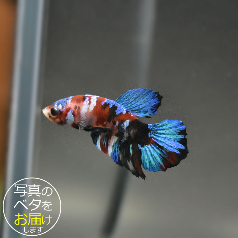 �ڥ٥��ۥե��󥷡����硼�ȡ��� �����ֹ�:bta-fs341 �٥� Ǯ�ӵ� Ʈ�� ���줤 ������ ��� ������� ����ƥꥢ �������ꥦ�� ����