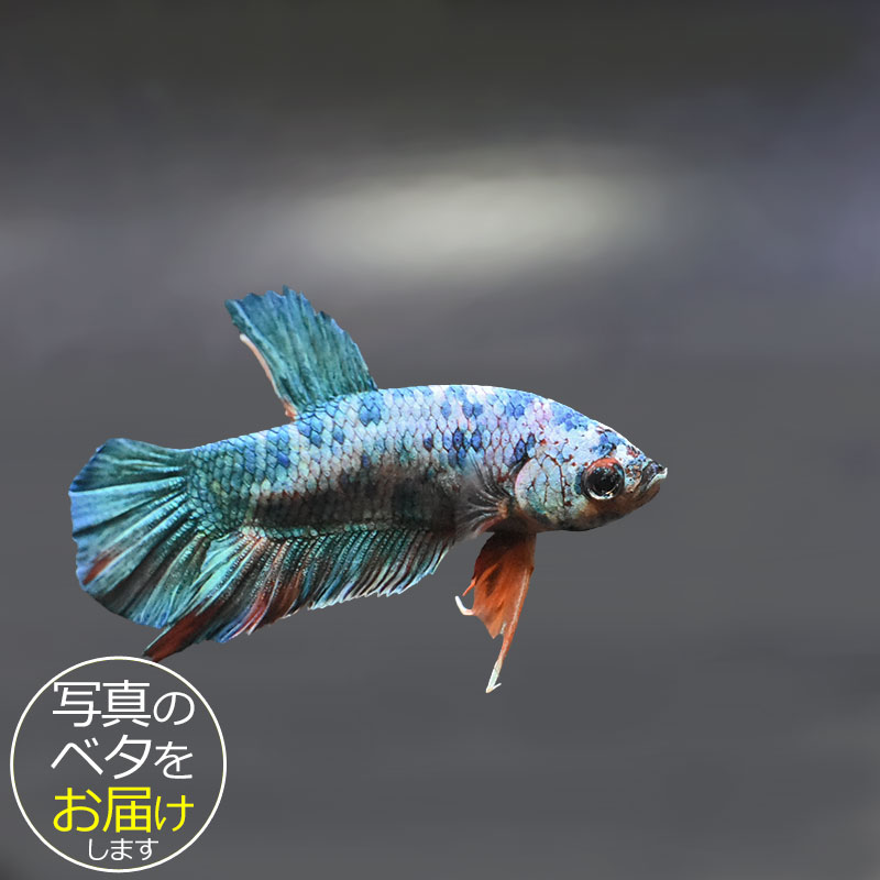 ベタはタイ原産の熱帯魚で、別名「闘魚」とも呼ばれています。 古くから観賞用や賭け事などで親しまれているペットフィッシュです。 ベタの大きな特徴の一つとしてラビリンス器官(補助呼吸器官)があげられます。 空気中の酸素を口から取り込み、器官を通すことによって呼吸をすることができます。 その為、エアポンプなどの器材を使わない(エコ水槽)でも飼育をすることができます。 中でもショー(ショークォリティ)ベタは観賞用として品種改良されたベタで、コンテストが開かれる程の様々な鰭の形や鮮やかな体色を持っています。 近年のショー・ベタは更にハイクォリティになり、美しさへのこだわりは進化し続けています。 ベタはコレクションや繁殖を目指したり、インテリア性も高いことから様々な楽しみ方のできる魅力的なペットフィッシュです。 魚種名：ベタ 出荷サイズ(約)：6〜7cm前後 最大サイズ(約)：6〜7cm前後 おススメ水槽サイズ：小型水槽から飼育可能 混泳について：△ 単独での飼育がおすすめです。 餌について： ベタ専用のフードをご利用ください。 [生体の発送について] 元気な状態でお届けするため、可能な限り早い時間帯での時間指定・お受け取りをお願い致します。 また、生体の到着後は速やかに状態をご確認下さいませ。 お届けが難しいと判断した場合はご連絡の上、ご注文をキャンセルさせて頂く場合がございます。 当店では、以下の取り組みを行っています。 ・選別を行い、状態の良い生体を発送します。 ・断熱効果の高い発送スチロールを梱包材として使用します。 ・保温のため、夏場は保冷剤、冬場はカイロを同梱します。 [生体のコンディションについて] 当店では、生体管理に万全を期しておりますが、一つの水槽に対し複数匹の生体をストック管理しているため、多少のヒレ欠け・ヒレ裂け等が発生する場合がございます。 返品・交換の対象外とさせて頂きますので予めご了承下さいませ。 また、日にちがたつにつれて、色や柄、体型などが変化する可能性がありますので、予めご了承ください。 [生体の死着補償について] 当店では生体の死着があった場合、再発送または商品代金の返金にて対応させて頂いております。 在庫状況により再発送が行えない場合がございます。 ※保障サービス付きの場合は、死着補償の対象外です。 ＊補償の対象＊ ・到着の時点で死亡している場合 ・著しく状態が悪く回復の見込みがない場合 (ひっくり返って浮いている、明らかに異常な泳ぎ方をしているもの) ※輸送過程での疲労・ストレスにより変色(白っぽい、黒っぽい)する場合がありますが次第に回復します。 ＊補償の対象外となるもの＊ ・配送が翌日16時以降となる地域の場合 ・お客様のご都合によりお受け取り日時が延長がされた場合 ・生体袋開封後の画像、返送の場合 ・到着後、6時間以内にご連絡頂けなかった場合 7月から9月の間(高温時期)、12月から3月の間(低温時期)の出荷に関しましては、翌日午前中のお受け取りが可能な場合のみを補償対象とさせて頂きます。 ＊死着の確認について＊ ・かならず袋に入った状態で写真を撮影して、メールに添付してご連絡ください。 当店で確認後、メールまたはお電話にて対応方法をご連絡いたします。■ベタと一緒にいかがですか？ 小型水槽 アクアエッグ ブルー 小型水槽 アクアエッグ グレー ベタソルト 100g フード ひかりベタ 2g ☆★お試し★☆ アクアシステムコンディショナー3種セット