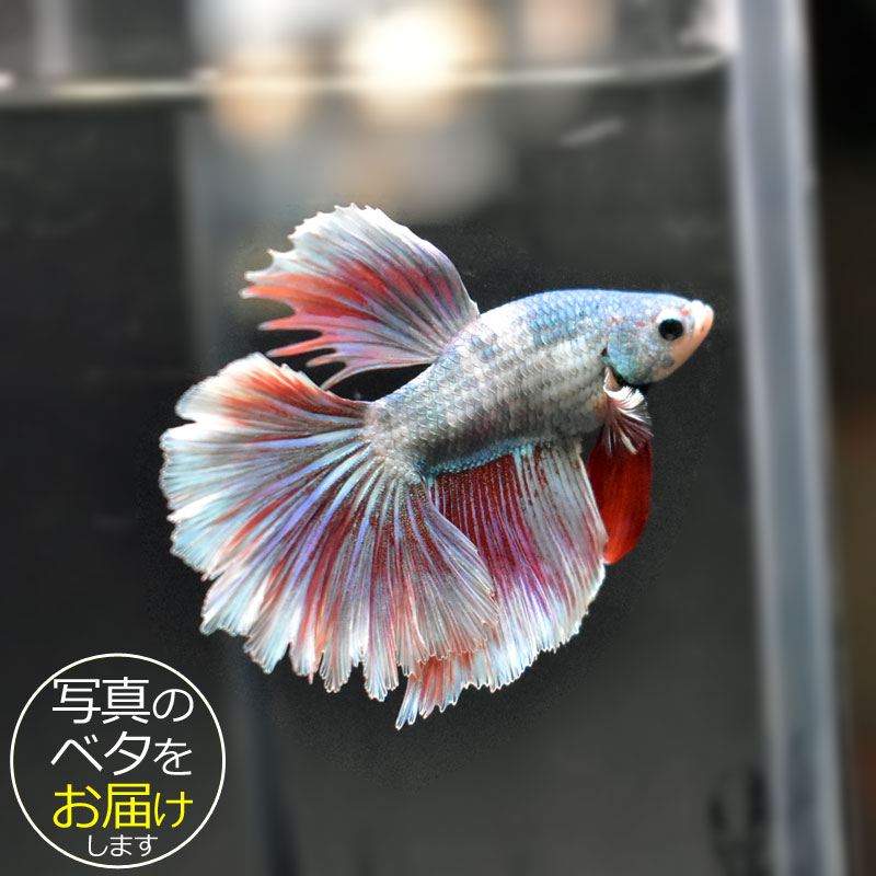 【ベタ】ハーフムーン　♂ 個体番号:bta-hm391 ベタ 熱帯魚 闘魚 きれい 美しい 高級 一点もの インテリア アクアリウム 生体