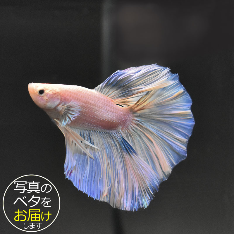 熱帶魚 - 【ベタ】ハーフムーン　♂ 個体番号:bta-hm411 ベタ 熱帯魚 闘魚 きれい 美しい 高級 一点もの インテリア アクアリウム 生体