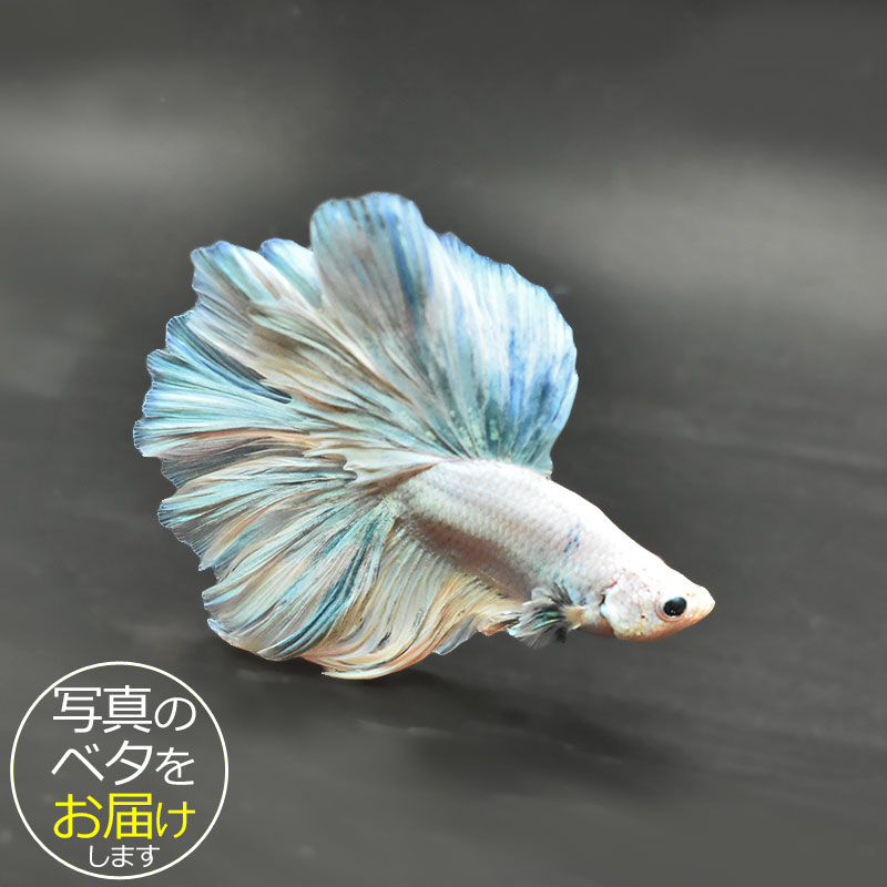ショーベタ ダンボ などなど8匹 ベタ情報 【熱帯魚ベタの専門店】ベタショップ フォーチュン