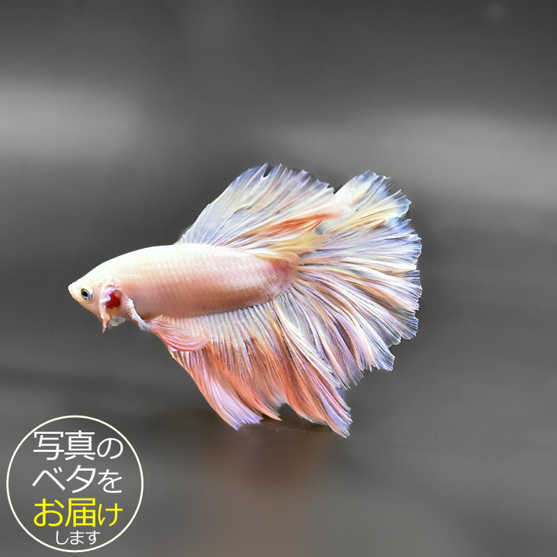 【ベタ】ハーフムーン　♂ 個体番号:bta-hm442 ベタ 熱帯魚 闘魚 きれい 美しい 高級 一 ...