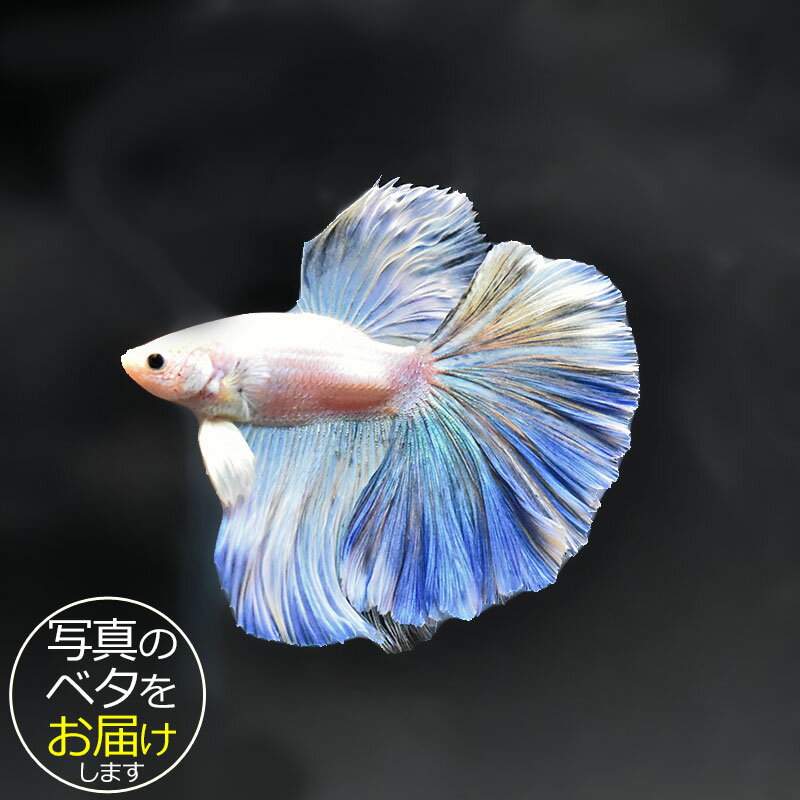 【ベタ】ハーフムーン　♂ 個体番号:bta-hm443 ベタ 熱帯魚 闘魚 きれい 美しい 高級 一 ...