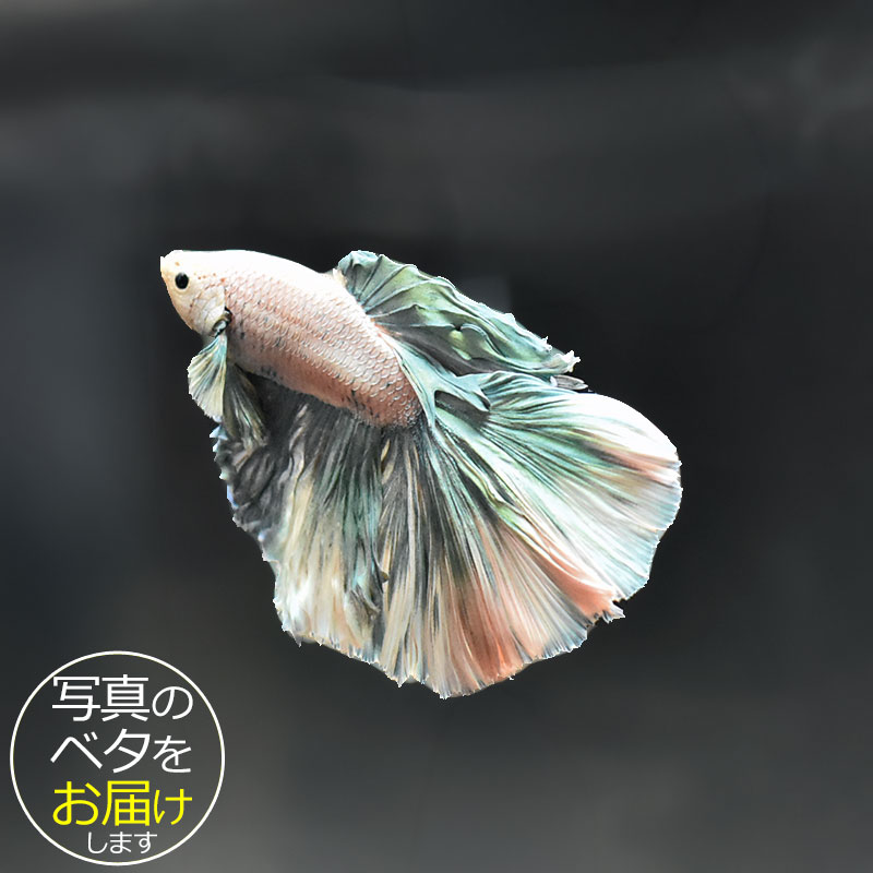 【ベタ】ハーフムーン　♂ 個体番号:bta-hm444 ベタ 熱帯魚 闘魚 きれい 美しい 高級 一 ...