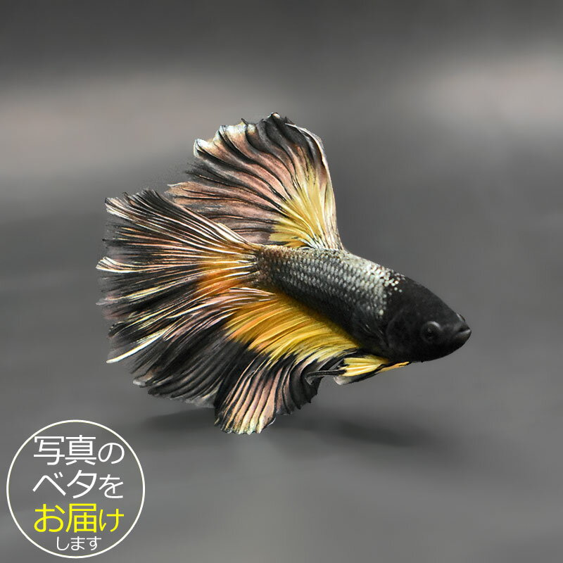 【ベタ】ハーフムーン　♂ 個体番号:bta-hm446 ベタ 熱帯魚 闘魚 きれい 美しい 高級 一 ...