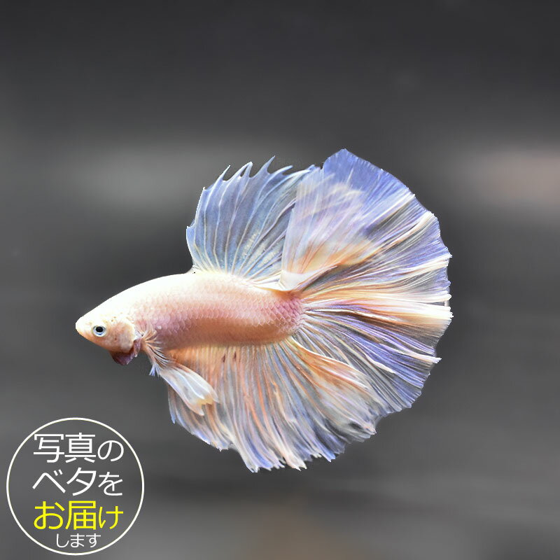 【AQUA COUTURE】自家繁殖ベタ　ダンボハーフムーンメス3匹セット 楽天市場】ベタ ダンボ（観賞魚｜熱帯魚・アクアリウム）：ペット