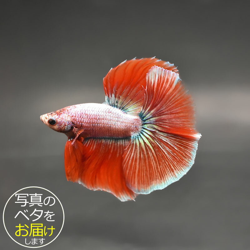 ベタ3匹　売ります 楽天市場】ベタ 闘魚（観賞魚｜熱帯魚・アクアリウム）：ペット