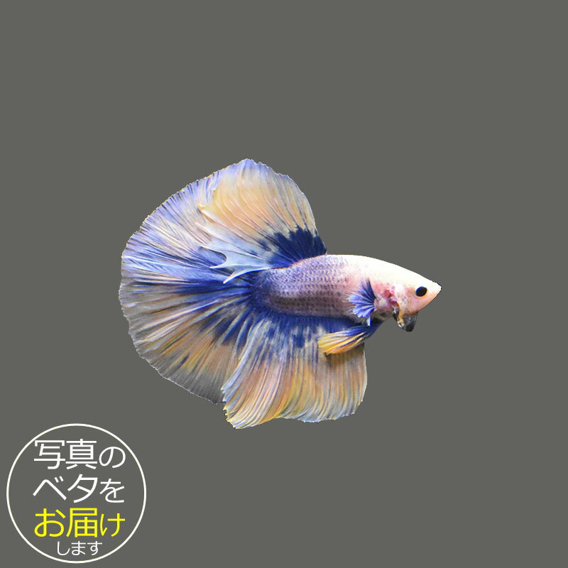 Other - 【ベタ】ハーフムーン　♂ 個体番号:bta-hm522 ベタ 熱帯魚 闘魚 きれい 美しい 高級 一点もの インテリア アクアリウム 生体