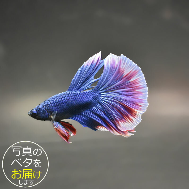 ベタ ハーフムーン♂ ピンクファンシー系 マジックリーフ、ヤシャブシの実付き 即日お渡し可能 熱帯魚 アクアリウム ベタ 熱帯魚 生体 ハーフムーン ピンク オス レッド系 : ベタ専門店