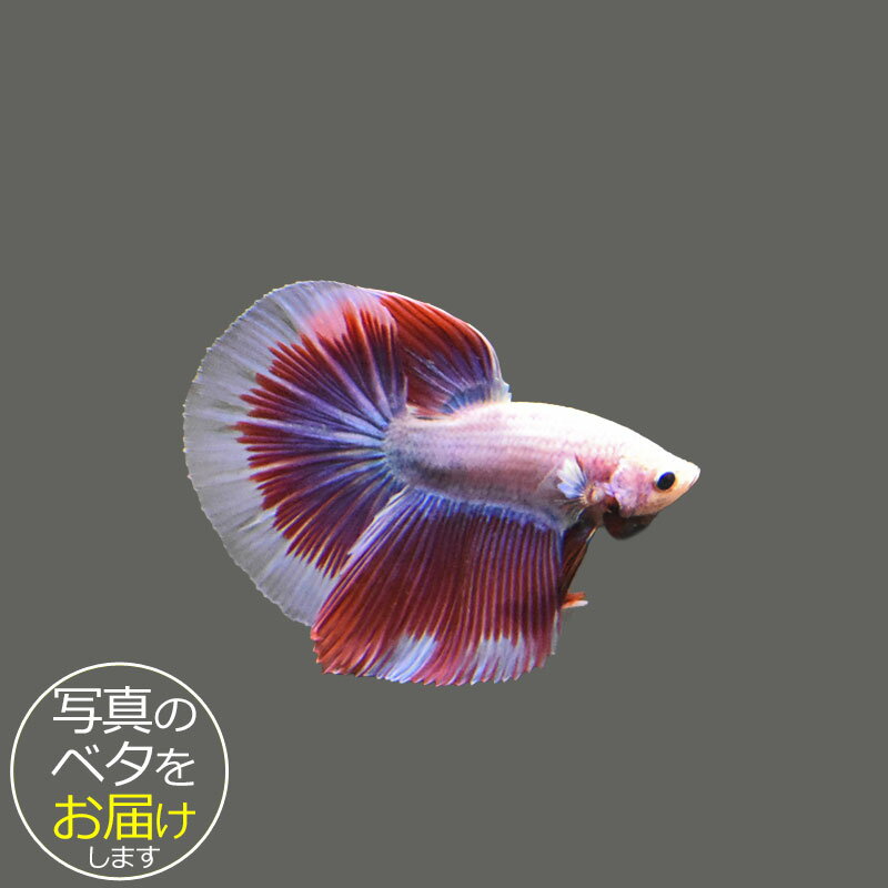 【ベタ】ハーフムーン　♂ 個体番号:bta-hm524 ベタ 熱帯魚 闘魚 きれい 美しい 高級 一点もの インテリア アクアリウム 生体