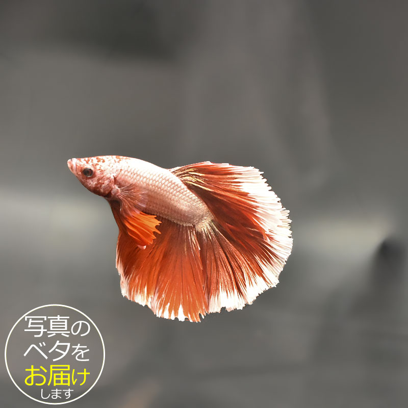 ベタはタイ原産の熱帯魚で、別名「闘魚」とも呼ばれています。 古くから観賞用や賭け事などで親しまれているペットフィッシュです。 ベタの大きな特徴の一つとしてラビリンス器官(補助呼吸器官)があげられます。 空気中の酸素を口から取り込み、器官を通すことによって呼吸をすることができます。 その為、エアポンプなどの器材を使わない(エコ水槽)でも飼育をすることができます。 中でもショー(ショークォリティ)ベタは観賞用として品種改良されたベタで、コンテストが開かれる程の様々な鰭の形や鮮やかな体色を持っています。 近年のショー・ベタは更にハイクォリティになり、美しさへのこだわりは進化し続けています。 ベタはコレクションや繁殖を目指したり、インテリア性も高いことから様々な楽しみ方のできる魅力的なペットフィッシュです。 魚種名：ベタ 出荷サイズ(約)：6〜7cm前後 最大サイズ(約)：6〜7cm前後 おススメ水槽サイズ：小型水槽から飼育可能 混泳について：△ 単独での飼育がおすすめです。 餌について： ベタ専用のフードをご利用ください。 [生体の発送について] 元気な状態でお届けするため、可能な限り早い時間帯での時間指定・お受け取りをお願い致します。 また、生体の到着後は速やかに状態をご確認下さいませ。 お届けが難しいと判断した場合はご連絡の上、ご注文をキャンセルさせて頂く場合がございます。 当店では、以下の取り組みを行っています。 ・選別を行い、状態の良い生体を発送します。 ・断熱効果の高い発送スチロールを梱包材として使用します。 ・保温のため、夏場は保冷剤、冬場はカイロを同梱します。 [生体のコンディションについて] 当店では、生体管理に万全を期しておりますが、一つの水槽に対し複数匹の生体をストック管理しているため、多少のヒレ欠け・ヒレ裂け等が発生する場合がございます。 返品・交換の対象外とさせて頂きますので予めご了承下さいませ。 また、日にちがたつにつれて、色や柄、体型などが変化する可能性がありますので、予めご了承ください。 [生体の死着補償について] 当店では生体の死着があった場合、再発送または商品代金の返金にて対応させて頂いております。 在庫状況により再発送が行えない場合がございます。 ※保障サービス付きの場合は、死着補償の対象外です。 ＊補償の対象＊ ・到着の時点で死亡している場合 ・著しく状態が悪く回復の見込みがない場合 (ひっくり返って浮いている、明らかに異常な泳ぎ方をしているもの) ※輸送過程での疲労・ストレスにより変色(白っぽい、黒っぽい)する場合がありますが次第に回復します。 ＊補償の対象外となるもの＊ ・配送が翌日16時以降となる地域の場合 ・お客様のご都合によりお受け取り日時が延長がされた場合 ・生体袋開封後の画像、返送の場合 ・到着後、6時間以内にご連絡頂けなかった場合 7月から9月の間(高温時期)、12月から3月の間(低温時期)の出荷に関しましては、翌日午前中のお受け取りが可能な場合のみを補償対象とさせて頂きます。 ＊死着の確認について＊ ・かならず袋に入った状態で写真を撮影して、メールに添付してご連絡ください。 当店で確認後、メールまたはお電話にて対応方法をご連絡いたします。■ベタと一緒にいかがですか？ 小型水槽 アクアエッグ ブルー 小型水槽 アクアエッグ グレー ベタソルト 100g フード ひかりベタ 2g ☆★お試し★☆ アクアシステムコンディショナー3種セット