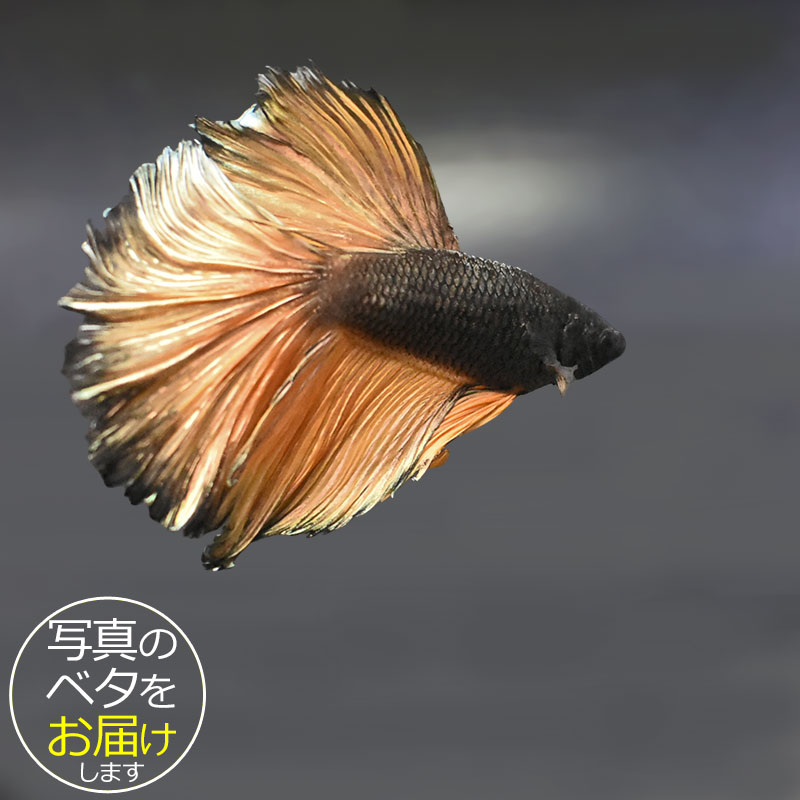 ベタはタイ原産の熱帯魚で、別名「闘魚」とも呼ばれています。 古くから観賞用や賭け事などで親しまれているペットフィッシュです。 ベタの大きな特徴の一つとしてラビリンス器官(補助呼吸器官)があげられます。 空気中の酸素を口から取り込み、器官を通すことによって呼吸をすることができます。 その為、エアポンプなどの器材を使わない(エコ水槽)でも飼育をすることができます。 中でもショー(ショークォリティ)ベタは観賞用として品種改良されたベタで、コンテストが開かれる程の様々な鰭の形や鮮やかな体色を持っています。 近年のショー・ベタは更にハイクォリティになり、美しさへのこだわりは進化し続けています。 ベタはコレクションや繁殖を目指したり、インテリア性も高いことから様々な楽しみ方のできる魅力的なペットフィッシュです。 魚種名：ベタ 出荷サイズ(約)：6〜7cm前後 最大サイズ(約)：6〜7cm前後 おススメ水槽サイズ：小型水槽から飼育可能 混泳について：△ 単独での飼育がおすすめです。 餌について： ベタ専用のフードをご利用ください。 [生体の発送について] 元気な状態でお届けするため、可能な限り早い時間帯での時間指定・お受け取りをお願い致します。 また、生体の到着後は速やかに状態をご確認下さいませ。 お届けが難しいと判断した場合はご連絡の上、ご注文をキャンセルさせて頂く場合がございます。 当店では、以下の取り組みを行っています。 ・選別を行い、状態の良い生体を発送します。 ・断熱効果の高い発送スチロールを梱包材として使用します。 ・保温のため、夏場は保冷剤、冬場はカイロを同梱します。 [生体のコンディションについて] 当店では、生体管理に万全を期しておりますが、一つの水槽に対し複数匹の生体をストック管理しているため、多少のヒレ欠け・ヒレ裂け等が発生する場合がございます。 返品・交換の対象外とさせて頂きますので予めご了承下さいませ。 また、日にちがたつにつれて、色や柄、体型などが変化する可能性がありますので、予めご了承ください。 [生体の死着補償について] 当店では生体の死着があった場合、再発送または商品代金の返金にて対応させて頂いております。 在庫状況により再発送が行えない場合がございます。 ※保障サービス付きの場合は、死着補償の対象外です。 ＊補償の対象＊ ・到着の時点で死亡している場合 ・著しく状態が悪く回復の見込みがない場合 (ひっくり返って浮いている、明らかに異常な泳ぎ方をしているもの) ※輸送過程での疲労・ストレスにより変色(白っぽい、黒っぽい)する場合がありますが次第に回復します。 ＊補償の対象外となるもの＊ ・配送が翌日16時以降となる地域の場合 ・お客様のご都合によりお受け取り日時が延長がされた場合 ・生体袋開封後の画像、返送の場合 ・到着後、6時間以内にご連絡頂けなかった場合 7月から9月の間(高温時期)、12月から3月の間(低温時期)の出荷に関しましては、翌日午前中のお受け取りが可能な場合のみを補償対象とさせて頂きます。 ＊死着の確認について＊ ・かならず袋に入った状態で写真を撮影して、メールに添付してご連絡ください。 当店で確認後、メールまたはお電話にて対応方法をご連絡いたします。■ベタと一緒にいかがですか？ 小型水槽 アクアエッグ ブルー 小型水槽 アクアエッグ グレー ベタソルト 100g フード ひかりベタ 2g ☆★お試し★☆ アクアシステムコンディショナー3種セット