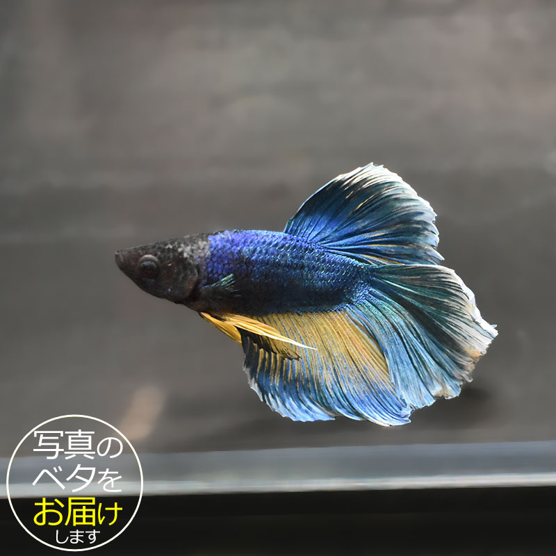 ベタはタイ原産の熱帯魚で、別名「闘魚」とも呼ばれています。 古くから観賞用や賭け事などで親しまれているペットフィッシュです。 ベタの大きな特徴の一つとしてラビリンス器官(補助呼吸器官)があげられます。 空気中の酸素を口から取り込み、器官を通すことによって呼吸をすることができます。 その為、エアポンプなどの器材を使わない(エコ水槽)でも飼育をすることができます。 中でもショー(ショークォリティ)ベタは観賞用として品種改良されたベタで、コンテストが開かれる程の様々な鰭の形や鮮やかな体色を持っています。 近年のショー・ベタは更にハイクォリティになり、美しさへのこだわりは進化し続けています。 ベタはコレクションや繁殖を目指したり、インテリア性も高いことから様々な楽しみ方のできる魅力的なペットフィッシュです。 魚種名：ベタ 出荷サイズ(約)：6〜7cm前後 最大サイズ(約)：6〜7cm前後 おススメ水槽サイズ：小型水槽から飼育可能 混泳について：△ 単独での飼育がおすすめです。 餌について： ベタ専用のフードをご利用ください。 [生体の発送について] 元気な状態でお届けするため、可能な限り早い時間帯での時間指定・お受け取りをお願い致します。 また、生体の到着後は速やかに状態をご確認下さいませ。 お届けが難しいと判断した場合はご連絡の上、ご注文をキャンセルさせて頂く場合がございます。 当店では、以下の取り組みを行っています。 ・選別を行い、状態の良い生体を発送します。 ・断熱効果の高い発送スチロールを梱包材として使用します。 ・保温のため、夏場は保冷剤、冬場はカイロを同梱します。 [生体のコンディションについて] 当店では、生体管理に万全を期しておりますが、一つの水槽に対し複数匹の生体をストック管理しているため、多少のヒレ欠け・ヒレ裂け等が発生する場合がございます。 返品・交換の対象外とさせて頂きますので予めご了承下さいませ。 また、日にちがたつにつれて、色や柄、体型などが変化する可能性がありますので、予めご了承ください。 [生体の死着補償について] 当店では生体の死着があった場合、再発送または商品代金の返金にて対応させて頂いております。 在庫状況により再発送が行えない場合がございます。 ※保障サービス付きの場合は、死着補償の対象外です。 ＊補償の対象＊ ・到着の時点で死亡している場合 ・著しく状態が悪く回復の見込みがない場合 (ひっくり返って浮いている、明らかに異常な泳ぎ方をしているもの) ※輸送過程での疲労・ストレスにより変色(白っぽい、黒っぽい)する場合がありますが次第に回復します。 ＊補償の対象外となるもの＊ ・配送が翌日16時以降となる地域の場合 ・お客様のご都合によりお受け取り日時が延長がされた場合 ・生体袋開封後の画像、返送の場合 ・到着後、6時間以内にご連絡頂けなかった場合 7月から9月の間(高温時期)、12月から3月の間(低温時期)の出荷に関しましては、翌日午前中のお受け取りが可能な場合のみを補償対象とさせて頂きます。 ＊死着の確認について＊ ・かならず袋に入った状態で写真を撮影して、メールに添付してご連絡ください。 当店で確認後、メールまたはお電話にて対応方法をご連絡いたします。■ベタと一緒にいかがですか？ 小型水槽 アクアエッグ ブルー 小型水槽 アクアエッグ グレー ベタソルト 100g フード ひかりベタ 2g ☆★お試し★☆ アクアシステムコンディショナー3種セット