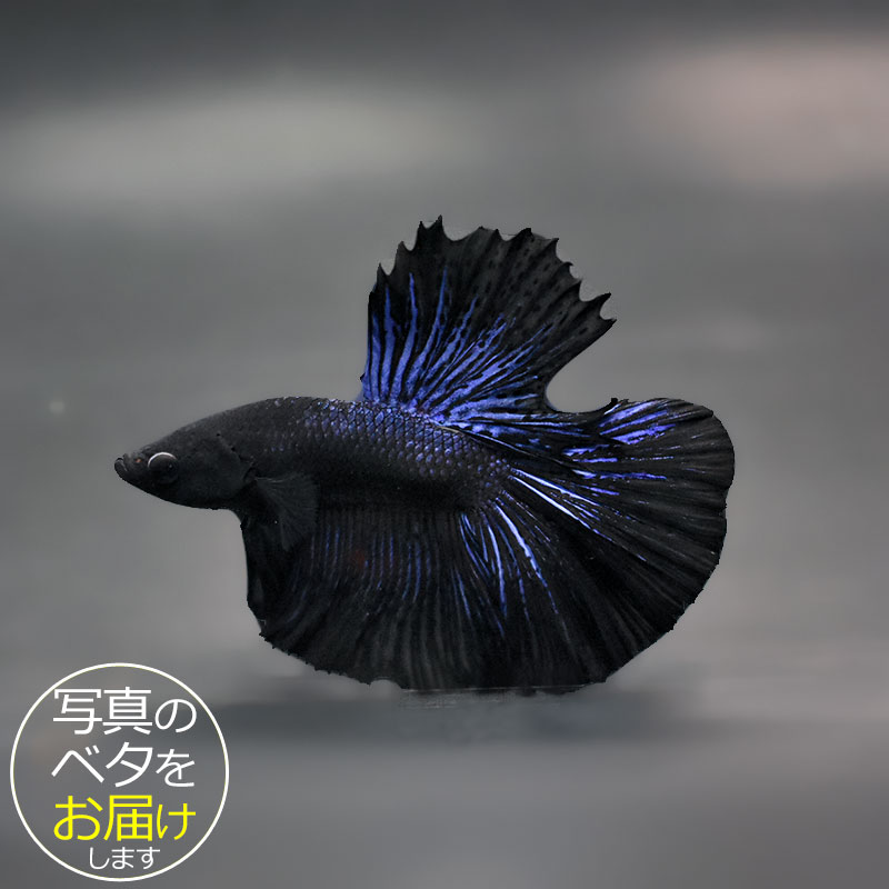 【ベタ】ハーフムーンブラック　♂ 個体番号:bta-hmb463 ベタ 熱帯魚 闘魚 きれい 美しい 高級 一点もの インテリア アクアリウム 生体
