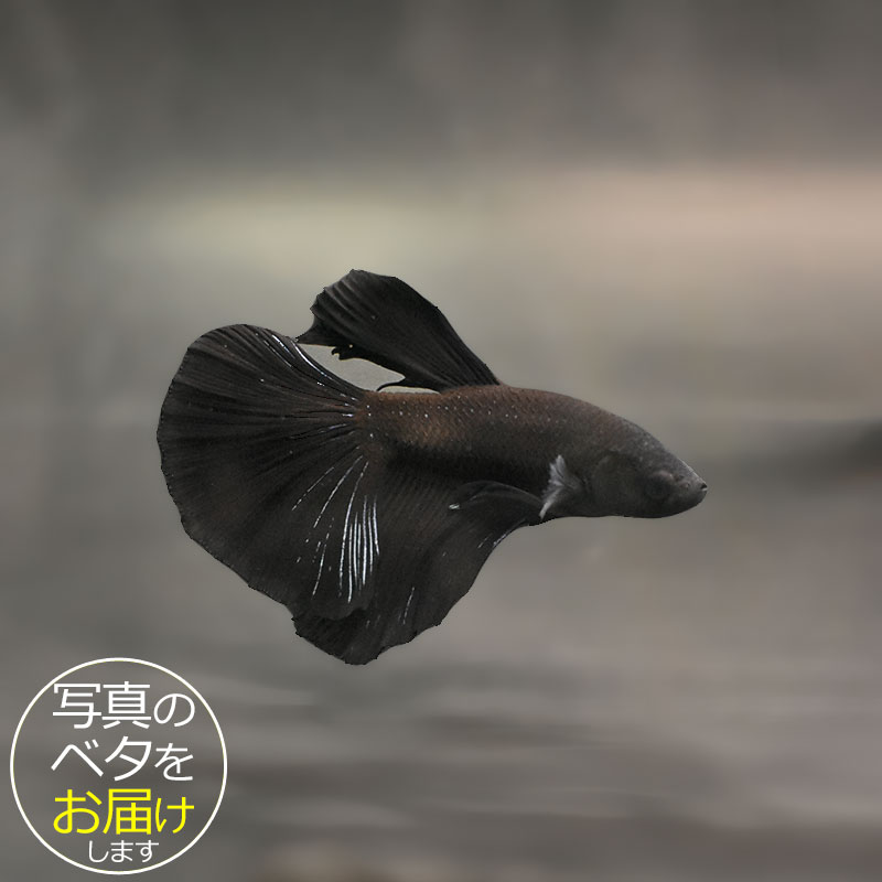 Other - 【ベタ】ハーフムーンブラック　♂ 個体番号:bta-hmb548 ベタ 熱帯魚 闘魚 きれい 美しい 高級 一点もの インテリア アクアリウム 生体