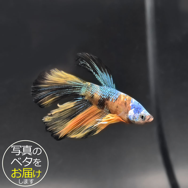 楽天市場】ベタ 生体 コイカラー ギャラクシーの通販