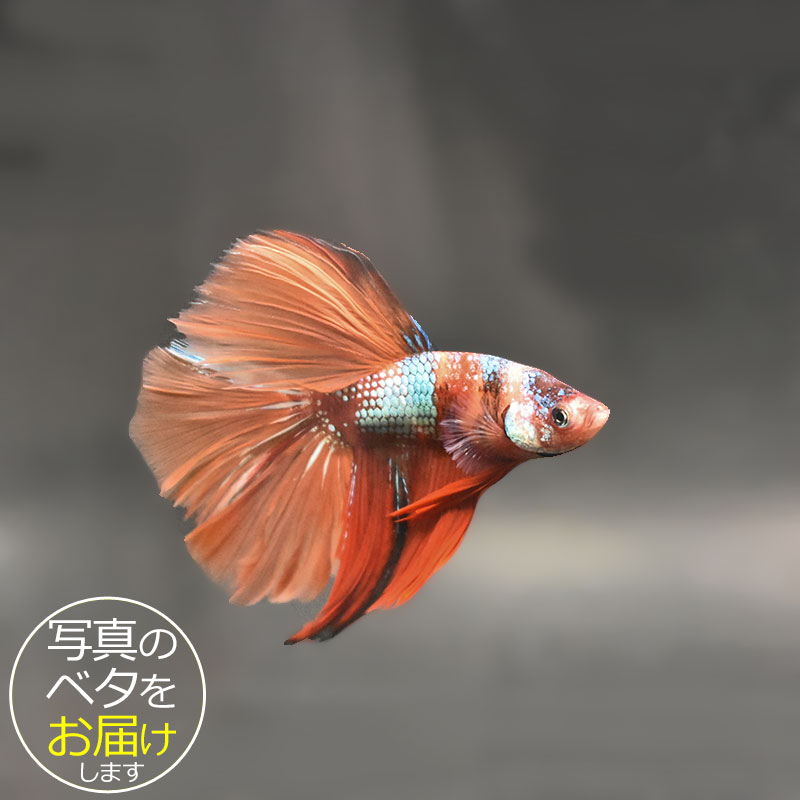 Other - 【ベタ】ハーフムーンコイカラー・ニモ　♂ 個体番号:bta-hmkoinmo543 ベタ 熱帯魚 闘魚 きれい 美しい 高級 一点もの インテリア アクアリウム 生体