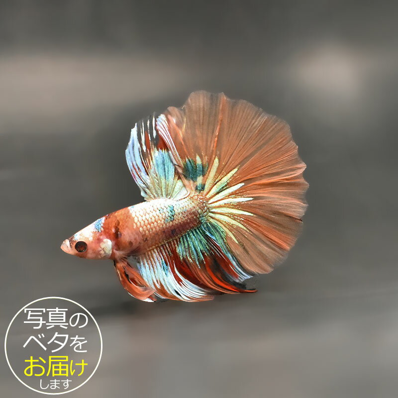 楽天市場】ベタ 生体 コイカラー ギャラクシーの通販